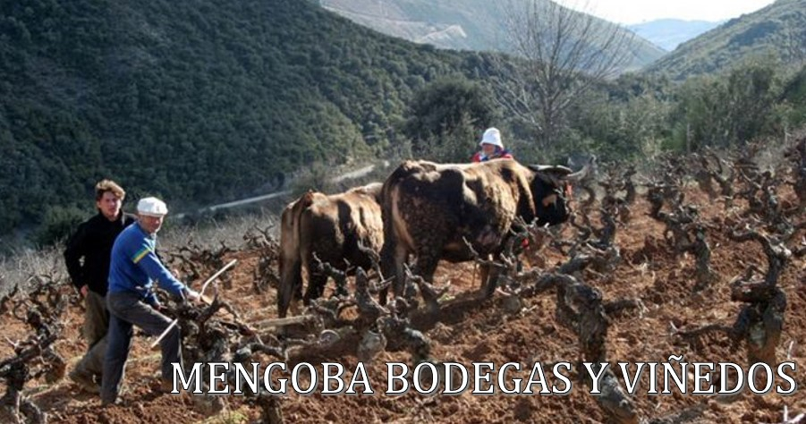 Mengoba Bodega y Viñedos