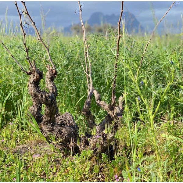Wines4U - Feniks Pinotage, 2022 - Scions of Sinai